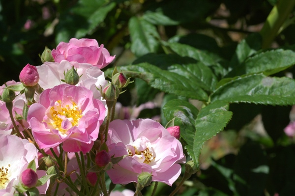 Flor-rosa-mosqueta
